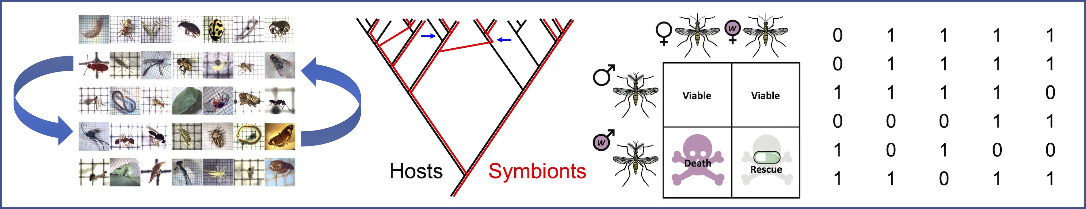 Wolbachia illustration