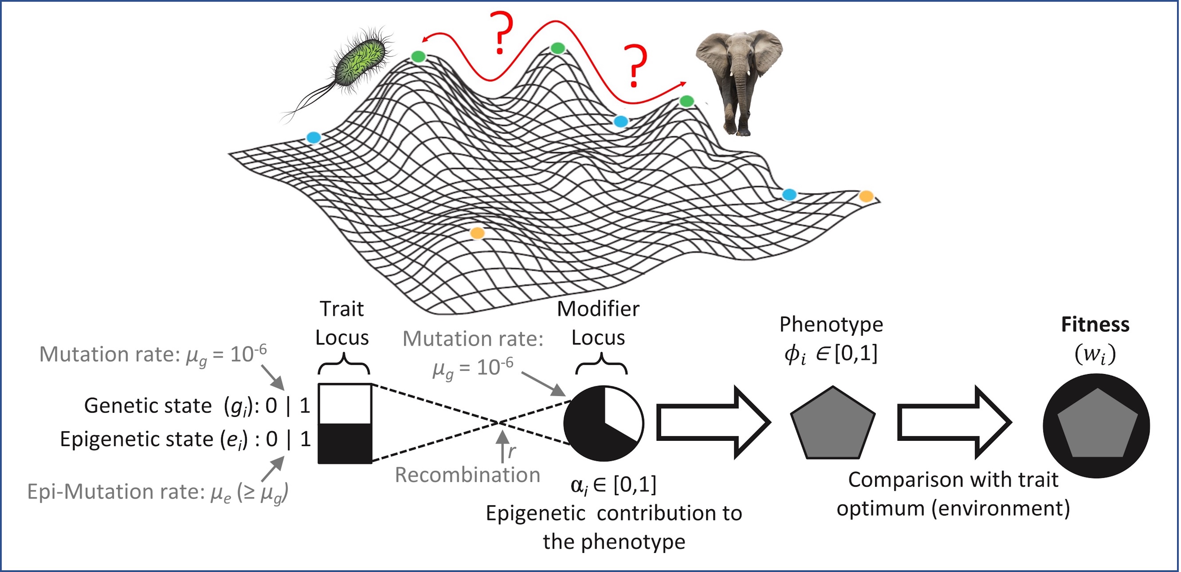 Non-genetic inheritance illustration